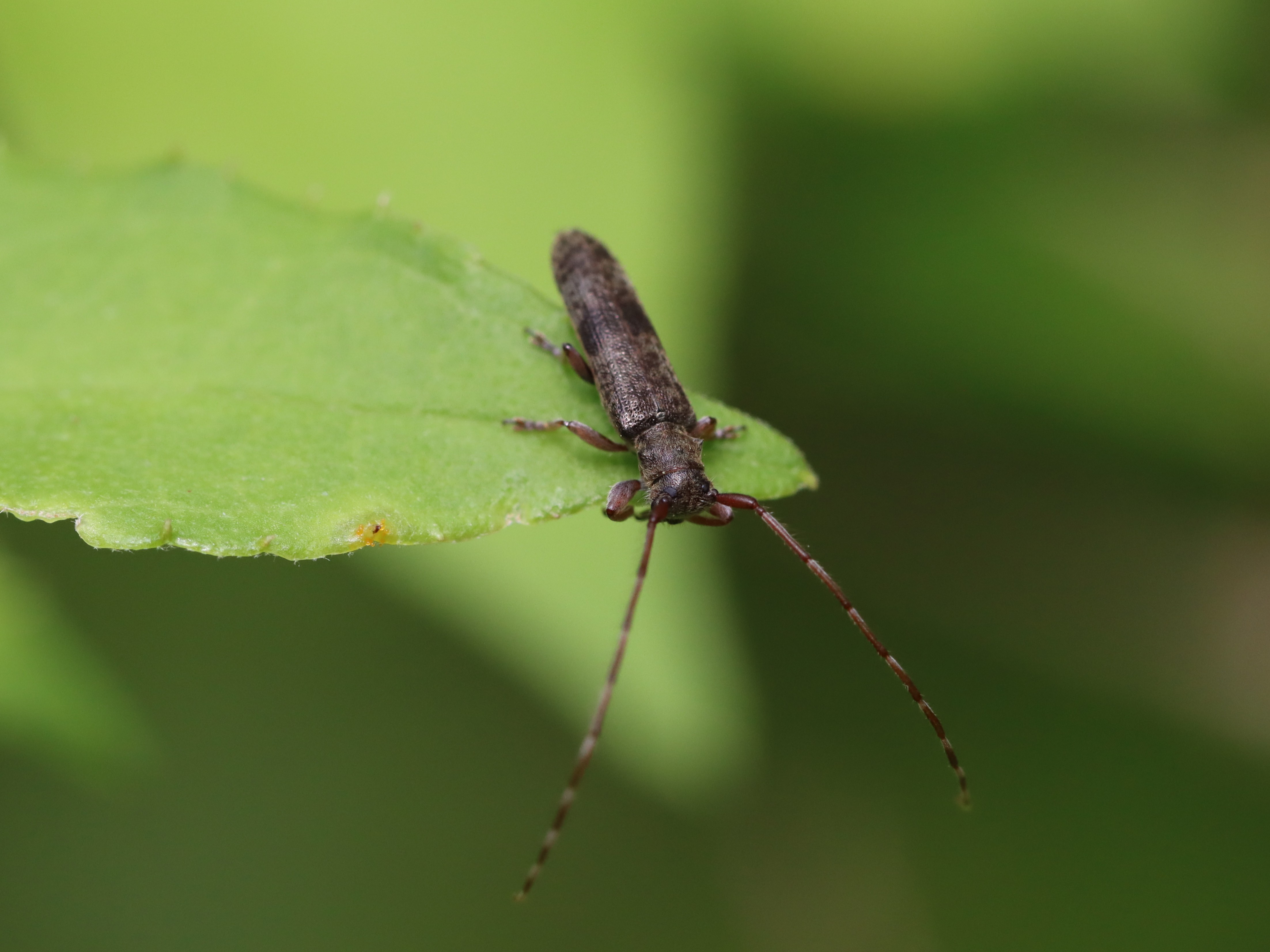 シナノクロフカミキリ